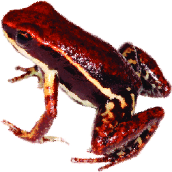 Boulengeri Dart Frog